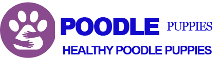 healthy poodle puppies   